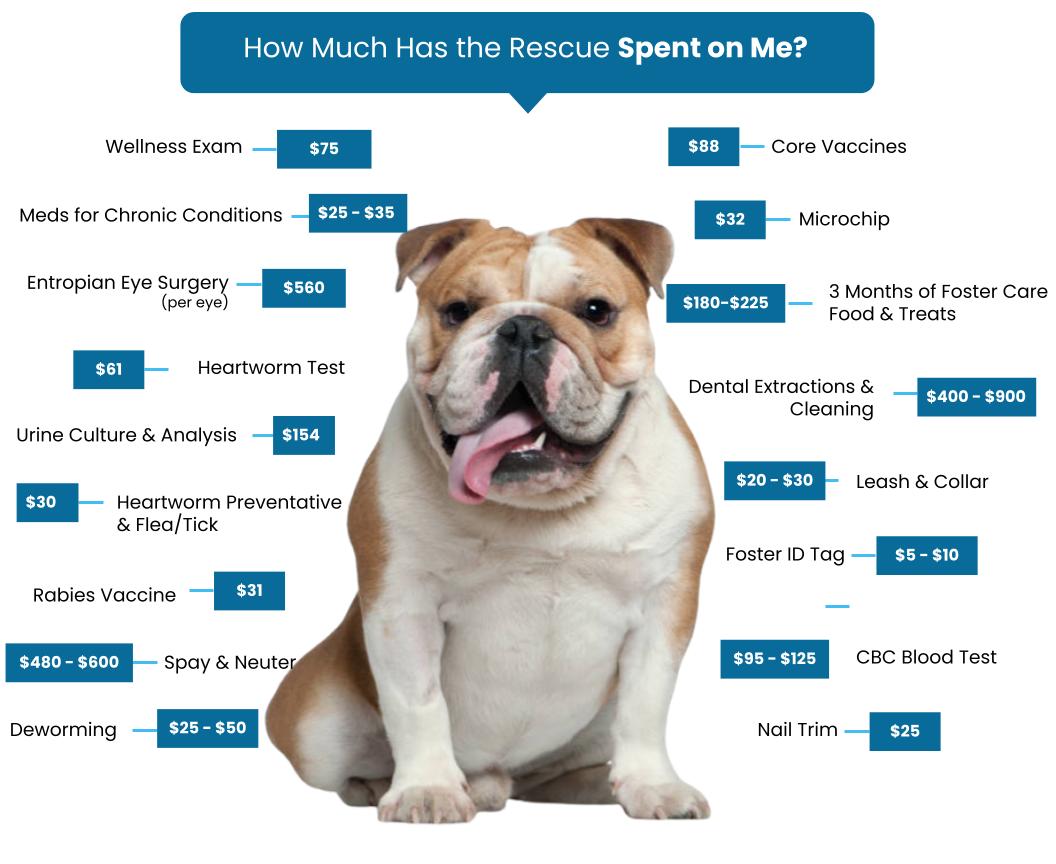 Adoption Fees – Chicago English Bulldog Rescue