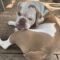 Gryffin