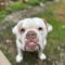 Gryffin