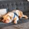 Gryffin