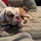 Gryffin