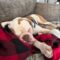 Gryffin
