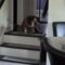Sawyer