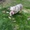 Toby
