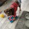 Junie