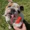 Winston