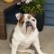 Winston