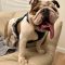 Winston