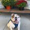 Winston