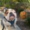 Winston