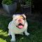 Cooper