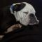 Diesel