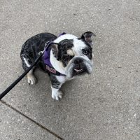 Feature image of Mochi, available for adoption from CEBR