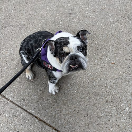 Feature image of Mochi, available for adoption from CEBR