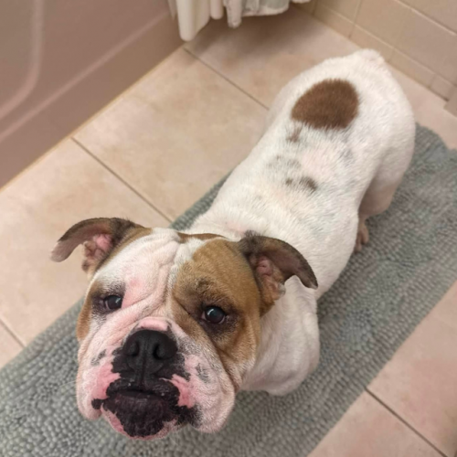 Image of Dolly the white and brown english bulldog available for adoption on CEBR